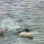 Dos ovejas nadando junto a un elefante marino: la insólita imagen que captó un guía de turismo