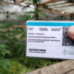 El Ministerio Público Fiscal denuncia el uso del Reprocann como fachada para el narcomenudeo