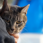 Nueva jornada de vacunación antirrábica para perros y gatos