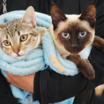 Nueva jornada gratuita de vacunación antirrábica para perros y gatos