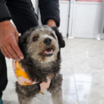 Zapala apunta a seguir mejorando la salud de las mascotas