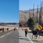 Jornada de capacitación sobre control de animales sueltos en rutas
