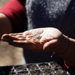 Nueva entrega de semillas para promover el cultivo familiar